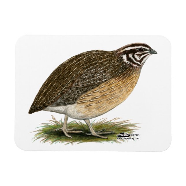 CoturnixPharaohQuail Magnet (Horisontell)