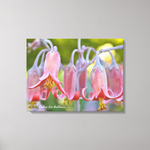 Cotyledon blommar vid Debra Lee Baldwin Canvastryck
