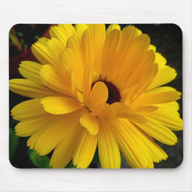 Couchant Soleil! Musmatta (Framsidan)