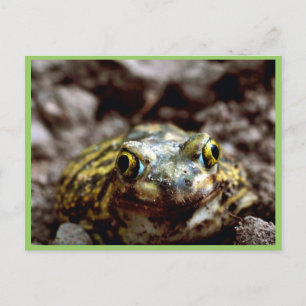 Couchs spadefoot-padda vykort