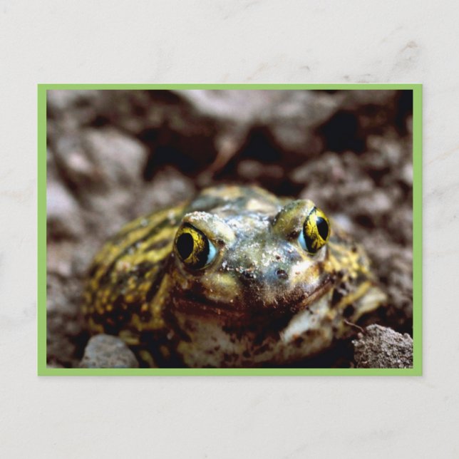 Couchs spadefoot-padda vykort (Framsida)