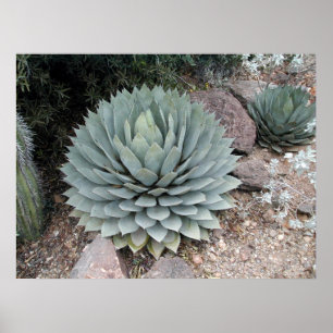 Coues' Agave ~Utskrift~ Poster