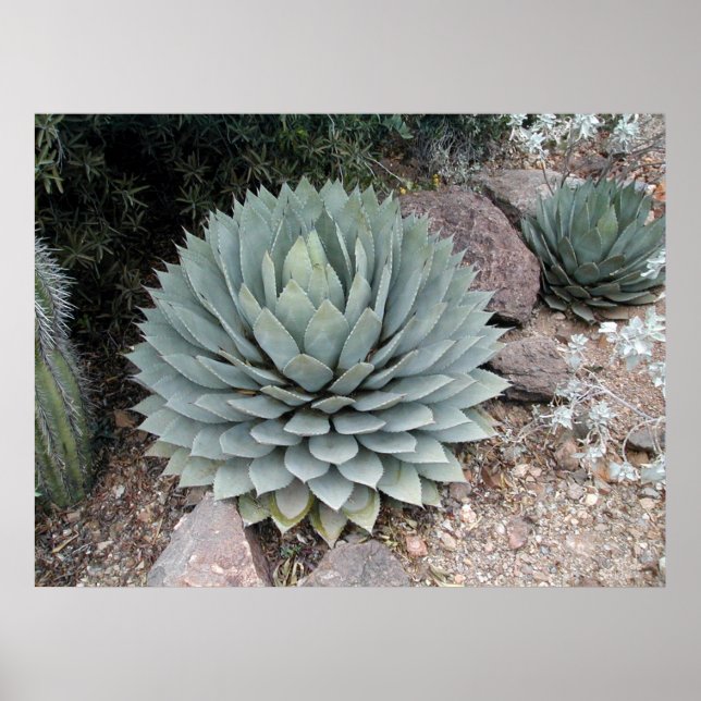 Coues' Agave ~Utskrift~ Poster (Framsidan)