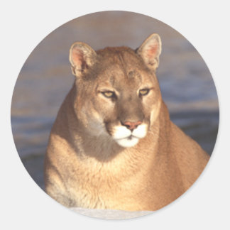 Cougar Ansikte Runt Klistermärke
