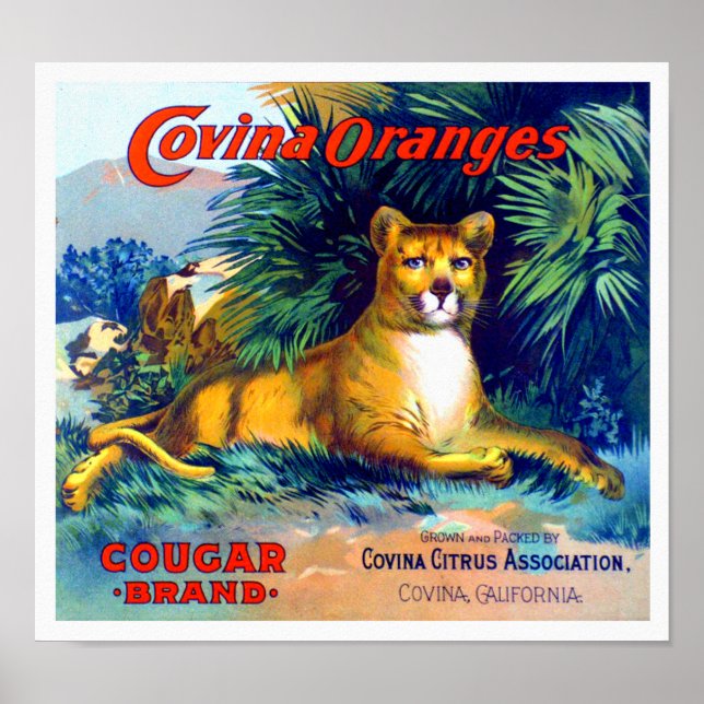 Cougar Brand Covina Apelsiner Fruktlåda Etikett 19 Poster (Framsidan)