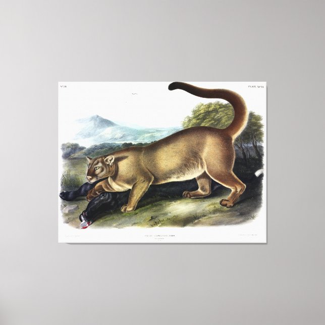 Cougar eller Puma, Panther, Mountain Lejon, Catamo Canvastryck (Framsida)
