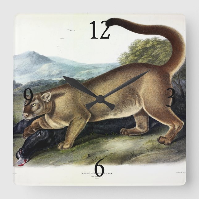 Cougar eller Puma, Panther, Mountain Lejon, Catamo Fyrkantig Klocka (Framsida)