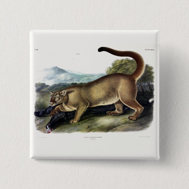 Cougar eller Puma, Panther, Mountain Lejon, Catamo Knapp (Framsida)