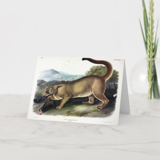 Cougar eller Puma, Panther, Mountain Lejon, Catamo Kort (Framsida)