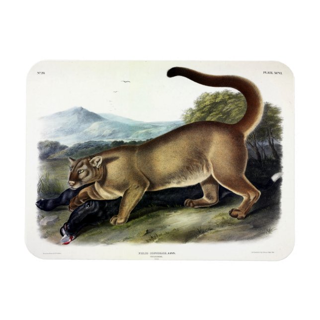 Cougar eller Puma, Panther, Mountain Lejon, Catamo Magnet (Horisontell)
