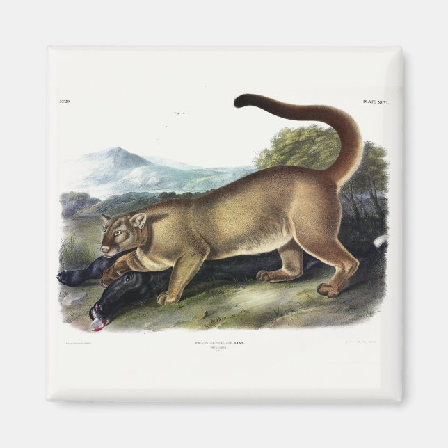 Cougar eller Puma, Panther, Mountain Lejon, Catamo Magnet (Framsidan)
