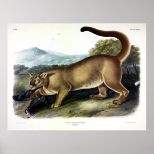 Cougar eller Puma, Panther, Mountain Lejon, Catamo Poster