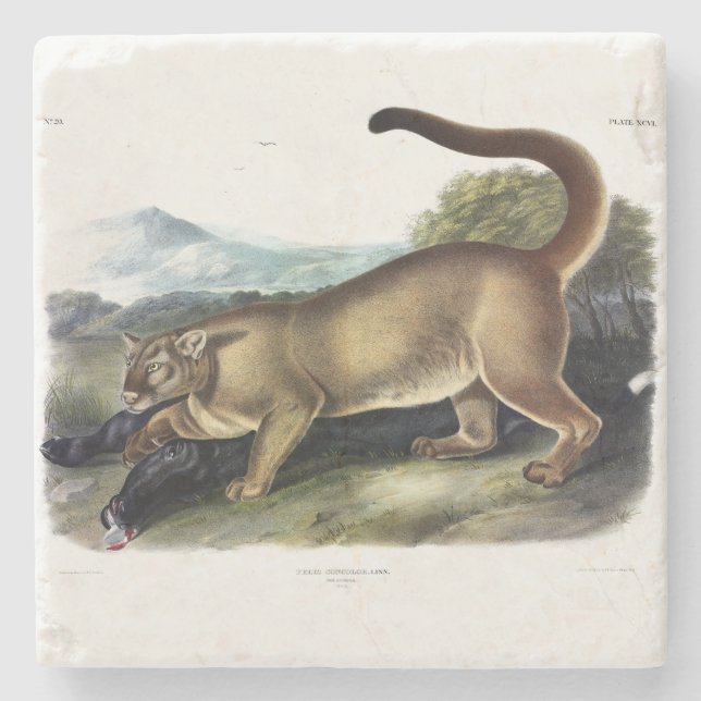 Cougar eller Puma, Panther, Mountain Lejon, Catamo Stenunderlägg (Framsidan)