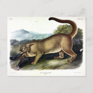 Cougar eller Puma, Panther, Mountain Lejon, Catamo Vykort
