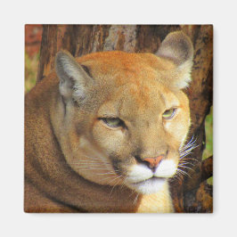 Cougar / Florida Panther Magnet