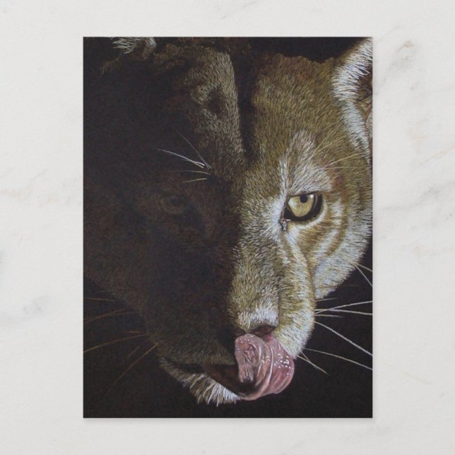 Cougar Night Vykort (Framsida)