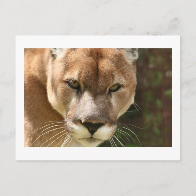 cougar öga vykort (Framsida)