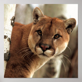 Cougar Photograph Poster