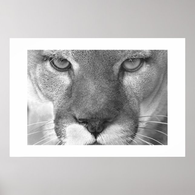 Cougar Poster (Framsidan)