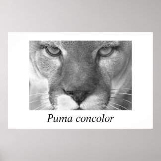 Cougar-Puma concolor Poster