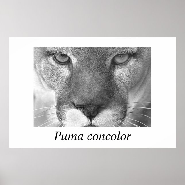 Cougar-Puma concolor Poster (Framsidan)