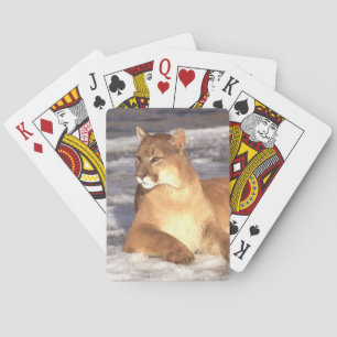 Cougar Rest Casinokort