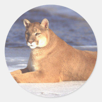 Cougar Resting Runt Klistermärke
