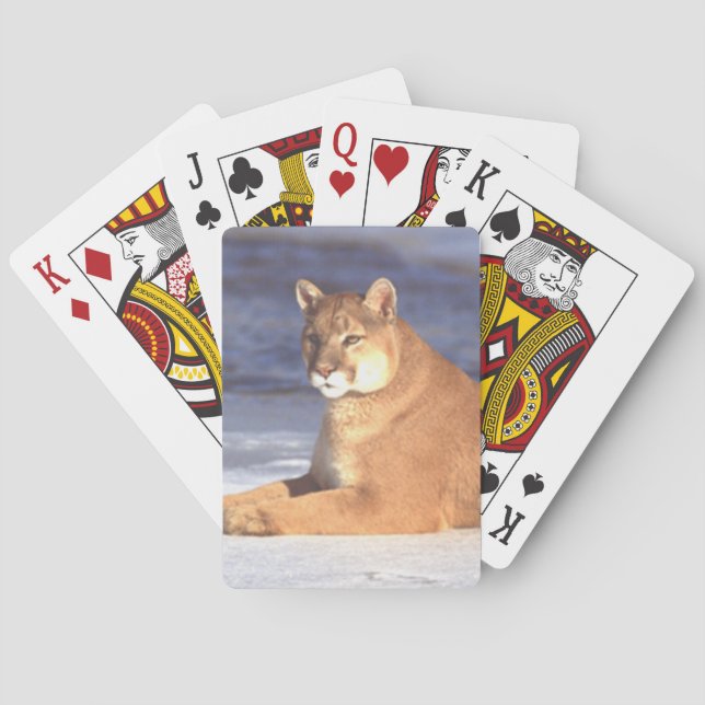 Cougar Resting Spelkort (Baksidan)