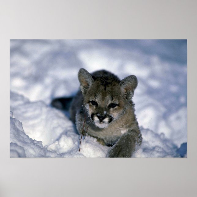 Cougar small unge på snö poster (Framsidan)