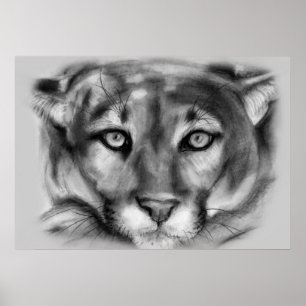 Cougar Teckning Poster