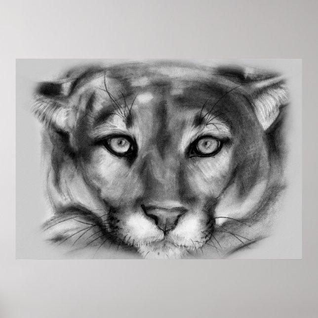 Cougar Teckning Poster (Framsidan)