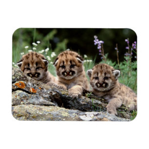 Cougar Unge Magnet
