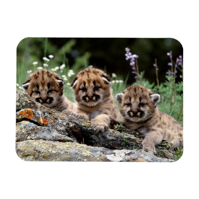 Cougar Unge Magnet (Horisontell)