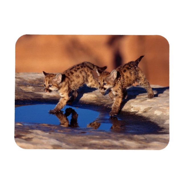 Cougar Unge Magnet (Horisontell)