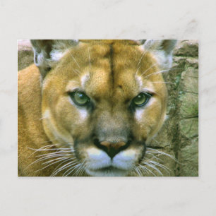 Cougar Vykort