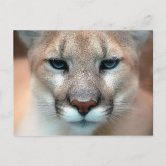 Cougar Vykort