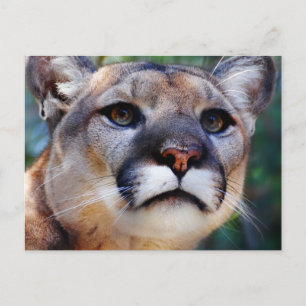 Cougar Vykort