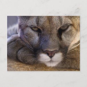 Cougar Vykort