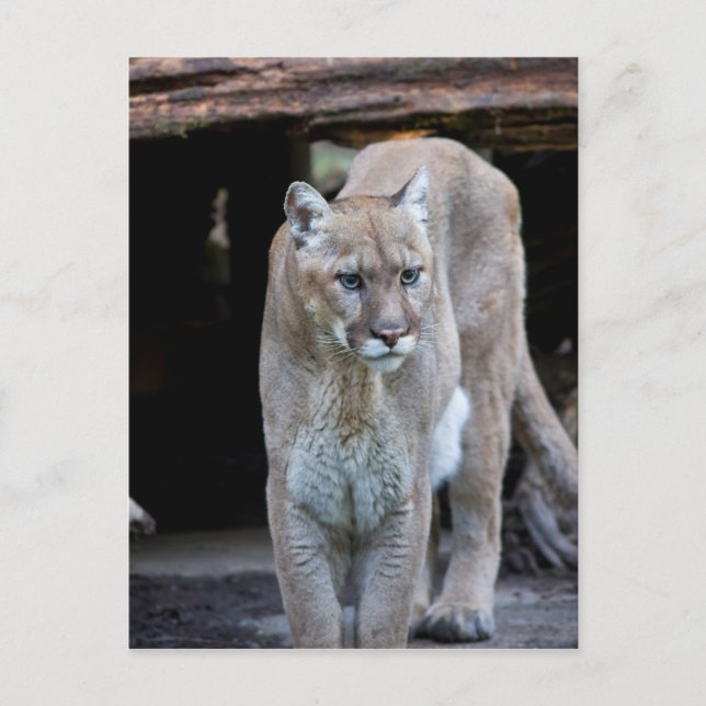 Cougar Vykort (Framsida)