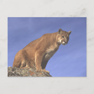 Cougar Watch Vykort