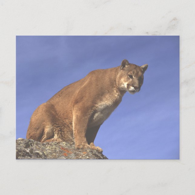 Cougar Watch Vykort (Framsida)