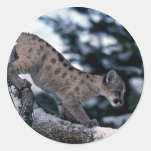 Cougar-young unge i träd runt klistermärke