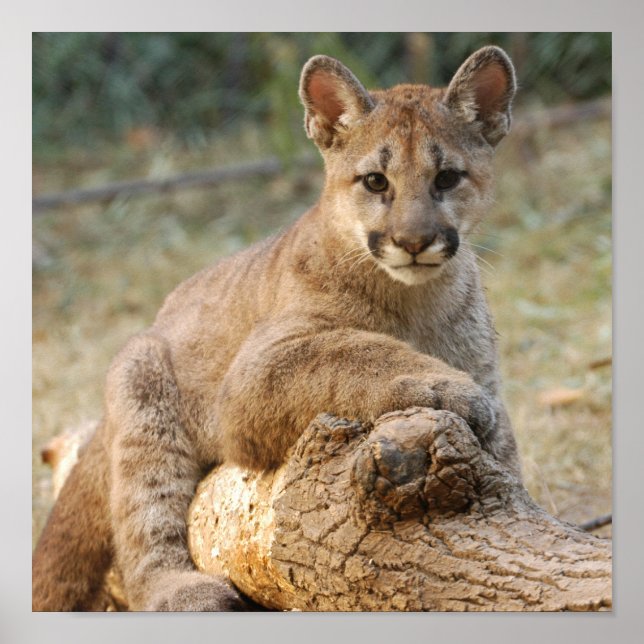cougarCub4-10 x 10 Poster (Framsidan)