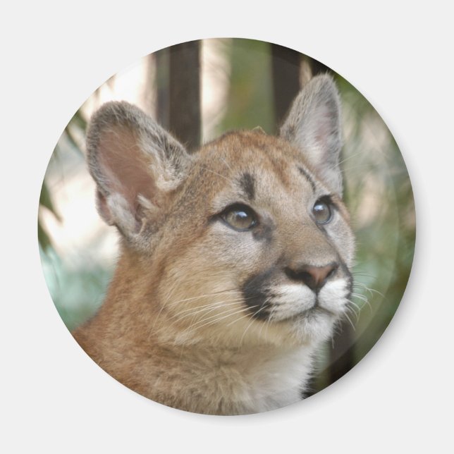 cougarCub5-10x10 Magnet (Framsidan)