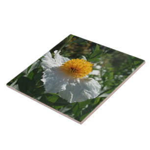 Coulters Matilija Poppy Kakelplatta