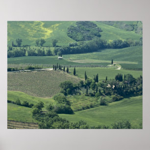 Countryside nära Montepulciano, Val d'Orcia Poster