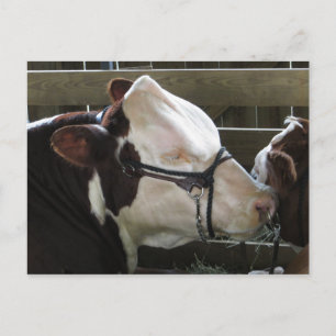 County Fair Cow Vykort