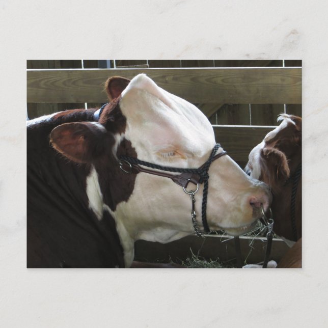 County Fair Cow Vykort (Framsida)