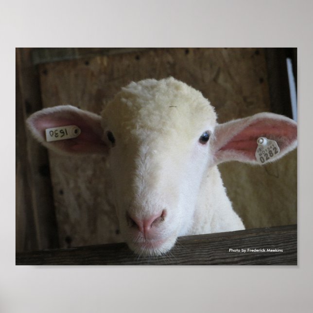 County Fair Sheep Poster (Framsidan)
