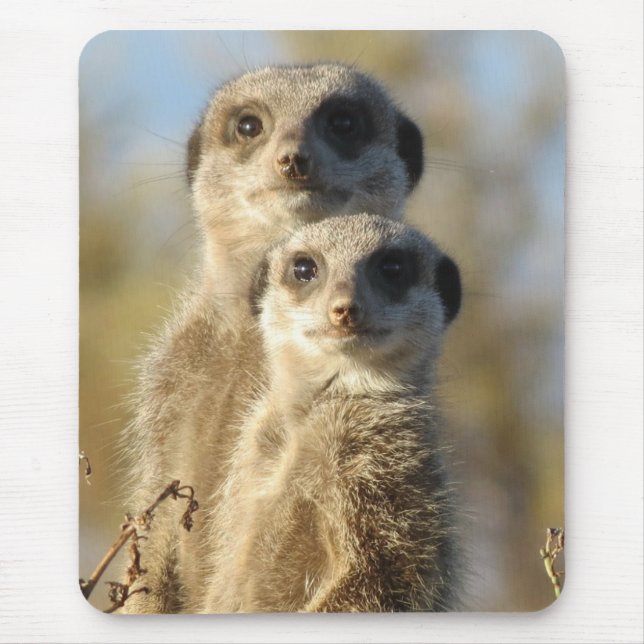 Couple of Meerkats Cute Photo Musmatta (Framsidan)